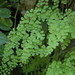 Green Plant